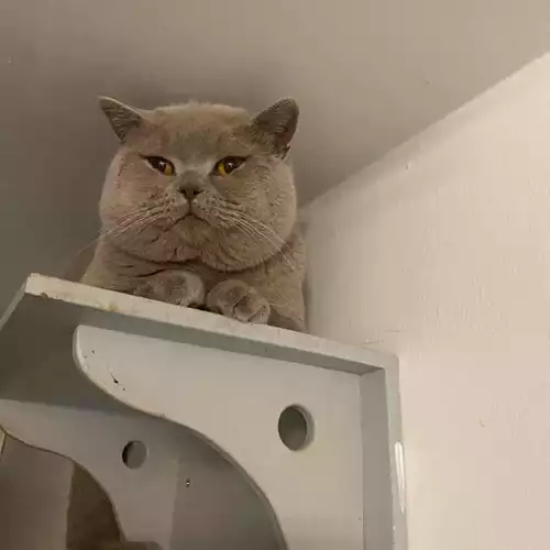 British Shorthair Cat For Stud in Stoke-on-Trent, Staffordshire