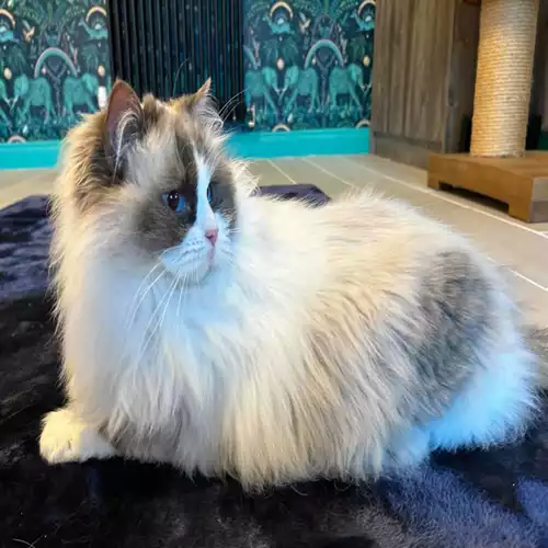 Ragdoll Cat For Adoption in Stoke-on-Trent, Staffordshire