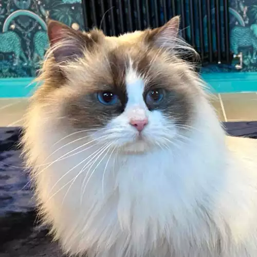 Ragdoll Cat For Adoption in Stoke-on-Trent, Staffordshire
