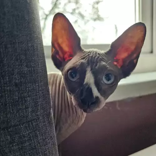 Sphynx Cat For Sale in Trent Vale, Staffordshire, England