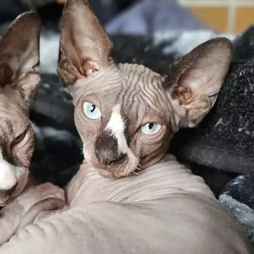 Sphynx Cat For Sale in Trent Vale, Staffordshire, England