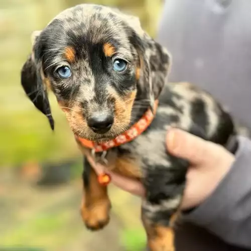 Dachshund Dog For Sale in Kenilworth, Warwickshire, England