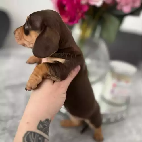 Miniature Dachshund Dog For Sale in Barnsley, South Yorkshire, England
