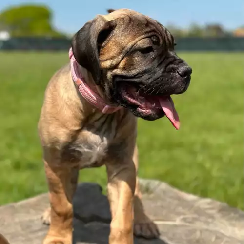 Mastiff Dog For Sale in Chichester, West Sussex