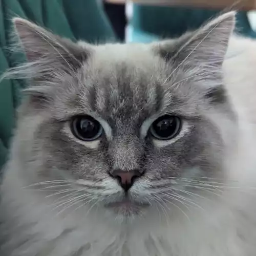 Ragdoll Cat For Stud in Denton, Greater Manchester, England
