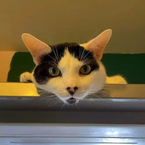 Domestic Shorthair Cat For Adoption in Bristol, Bristol
