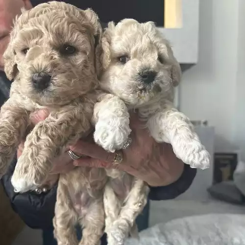 Poochon Dog For Sale in Hetton-le-Hole, Tyne and Wear, England
