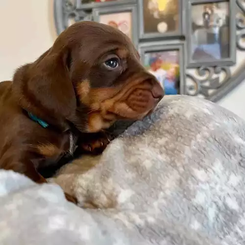 Dachshund Dog For Sale in Arnold, Nottinghamshire