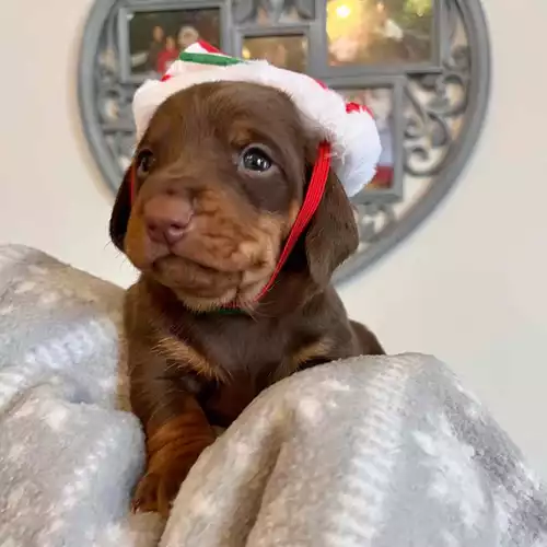 Dachshund Dog For Sale in Arnold, Nottinghamshire