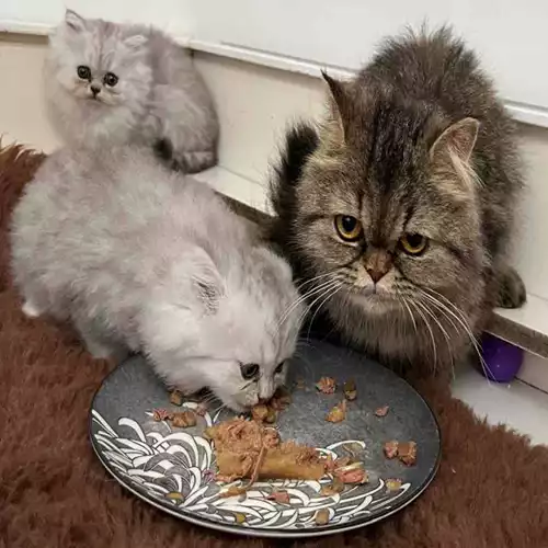 Persian Cat For Sale in Guildford Park
