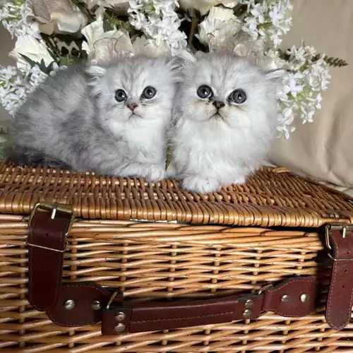 Persian Cat For Sale in Guildford Park