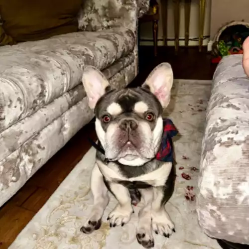 French Bulldog Dog For Stud in London, Greater London, England