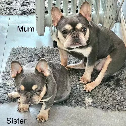 French Bulldog Dog For Stud in London, Greater London, England