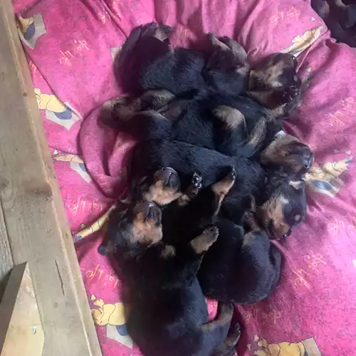 Rottweiler Dog For Sale in St Austell, Cornwall