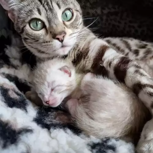 Bengal Cat For Sale in Congleton, Cheshire, England