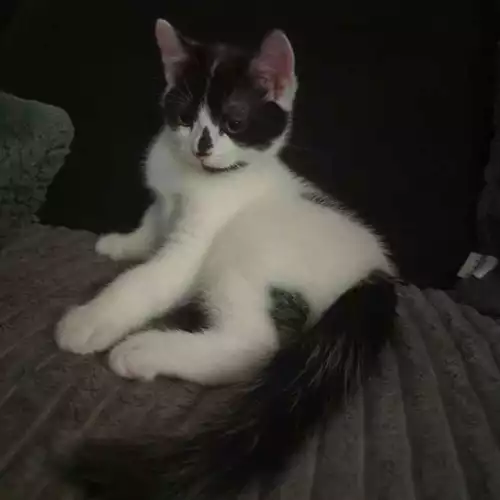 Domestic Longhair Cat For Sale in Leeds, West Yorkshire, England