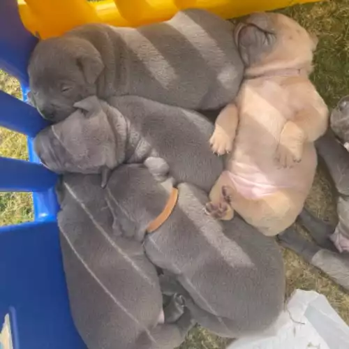 French Bulldog Dog For Sale in Wolverhampton, West Midlands, England