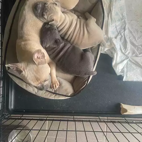 French Bulldog Dog For Sale in Wolverhampton, West Midlands, England