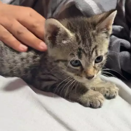 American Shorthair Cat For Sale in Manchester, Greater Manchester, England