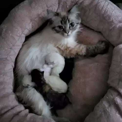 Ragdoll Cat For Sale in Manchester, Greater Manchester, England