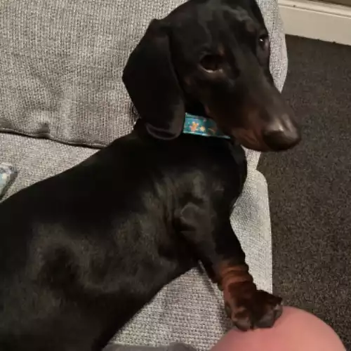 Dachshund Dog For Stud in Worcester, Worcestershire, England