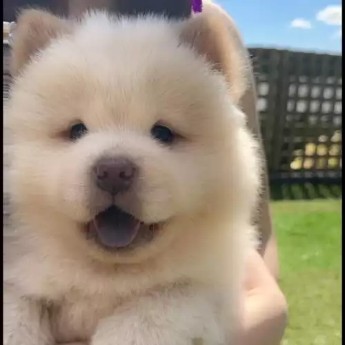 Chow Chow Dog For Sale in Caerphilly / Caerffili, Gwent, Wales