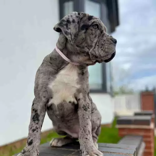 Cane Corso Dog For Sale in Birmingham, West Midlands