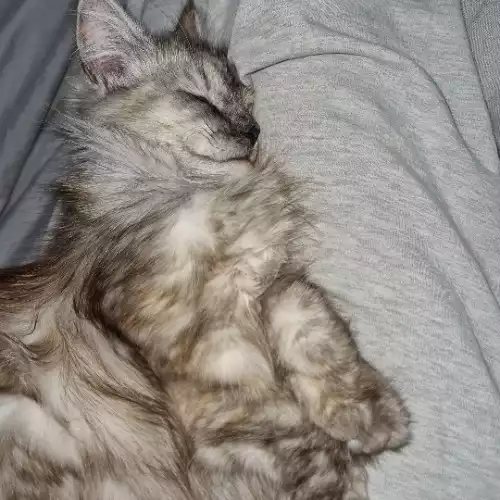 Persian Cat For Adoption in Nottingham, Nottinghamshire, England