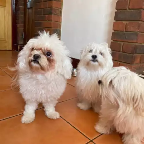 Maltese Dog For Sale in London, Greater London, England