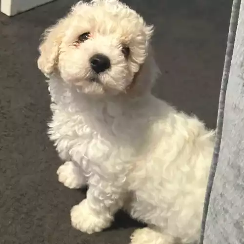 Poochon Dog For Sale in Gainsborough, Lincolnshire, England