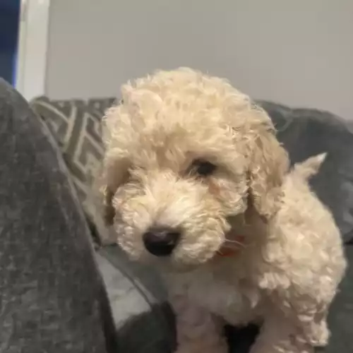 Poochon Dog For Sale in Gainsborough, Lincolnshire, England