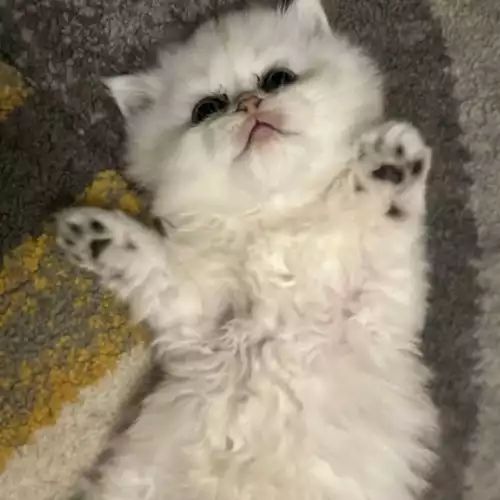 Persian Cat For Sale in Didsbury, Greater Manchester, England