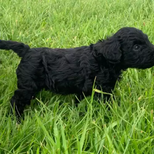 Schnoodle Dog For Sale in Taunton, Somerset