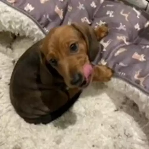 Miniature Dachshund Dog For Sale in Cleckheaton, West Yorkshire, England