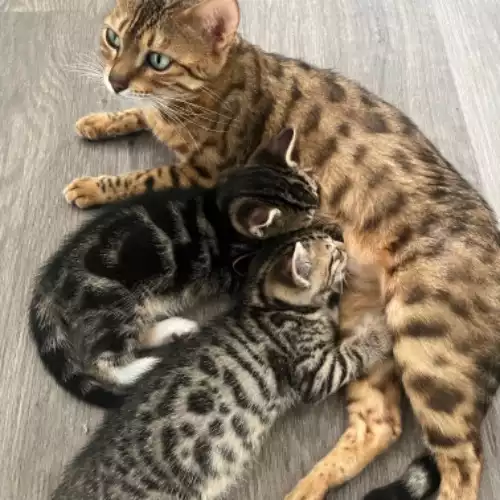 Bengal Cat For Sale in North Hillingdon, Greater London, England
