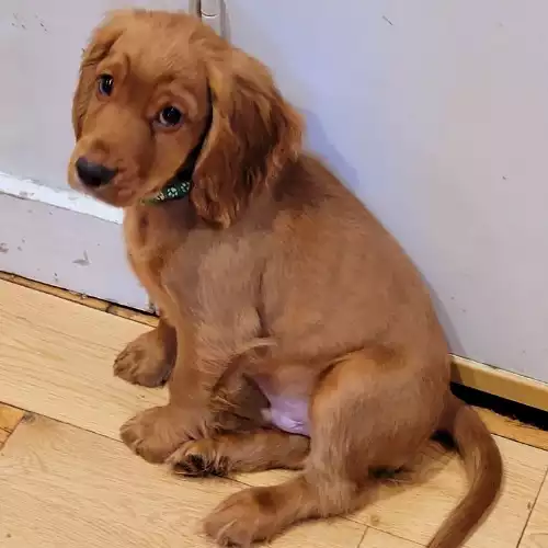 Cocker Spaniel Dog For Sale in North Kensington, Greater London, England