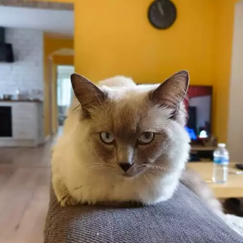 Ragdoll Cat For Adoption in Windsor, Berkshire, England