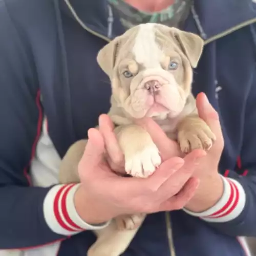 English Bulldog Dog For Sale in Manchester, Greater Manchester, England