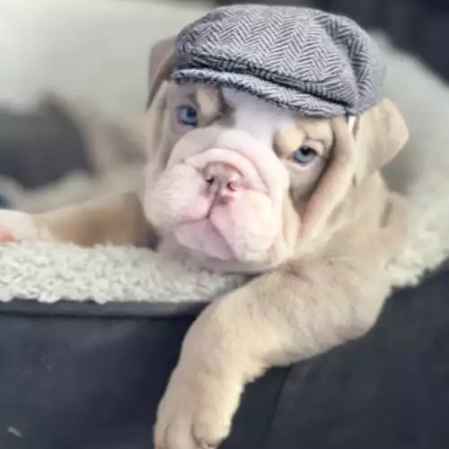 English Bulldog Dog For Sale in Manchester, Greater Manchester, England