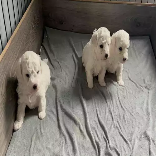 Bichon Frise Dog For Sale in Harlow, Essex