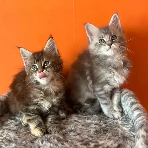 Maine Coon Cat For Sale in Manchester, Greater Manchester