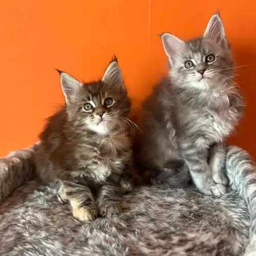 Maine Coon Cat For Sale in Manchester, Greater Manchester