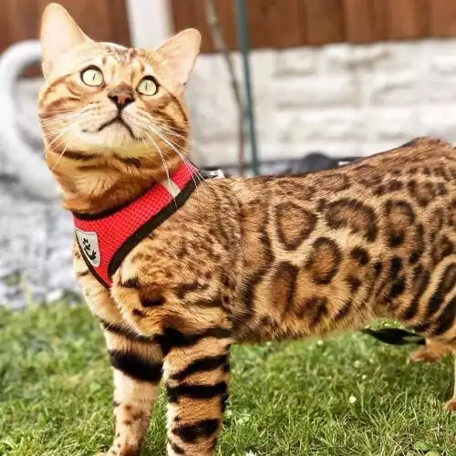 Bengal Cat For Stud in Harwich, Essex, England