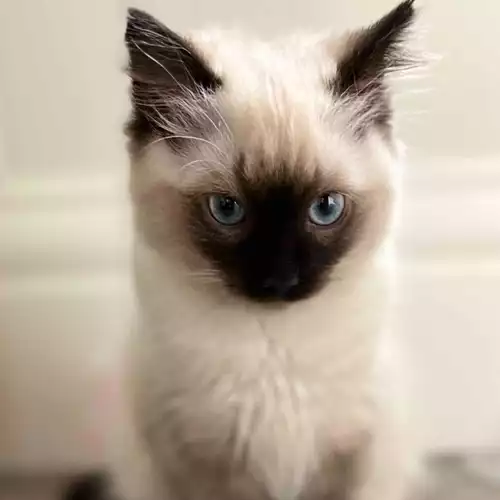 Ragdoll Cat For Sale in Littleborough, Greater Manchester, England