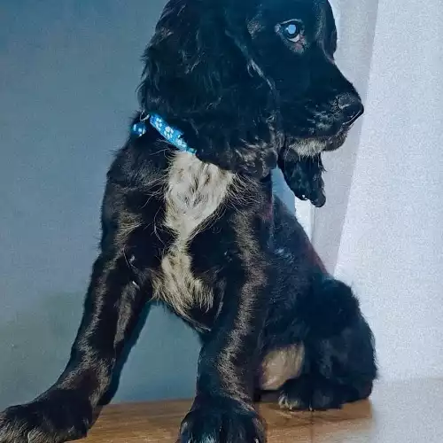 Cocker Spaniel Dog For Sale in Walsall, West Midlands, England