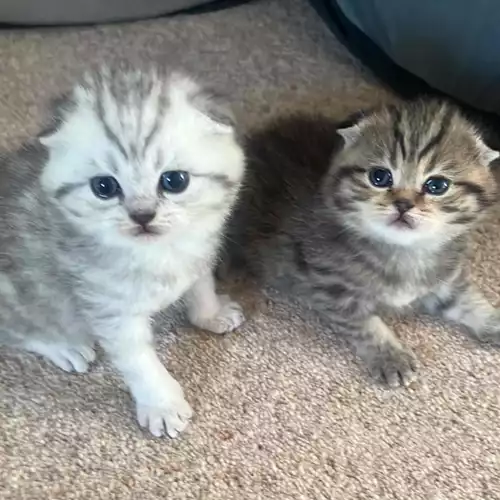 Scottish Fold Cat For Sale in Newcastle upon Tyne, Tyne and Wear