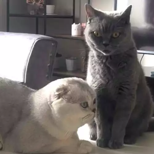 Scottish Fold Cat For Sale in Newcastle upon Tyne, Tyne and Wear