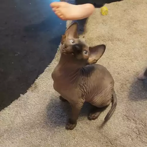 Sphynx Cat For Sale in Rotherham, South Yorkshire, England