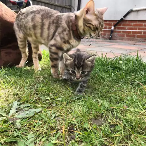 Bengal Cat For Sale in London, Greater London