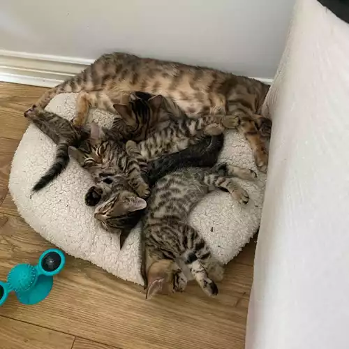Bengal Cat For Sale in London, Greater London